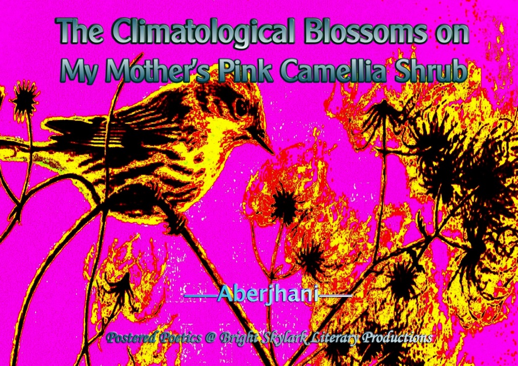 The Climatological Blossoms on My Mother’s Pink Camellia Part 1 of 2